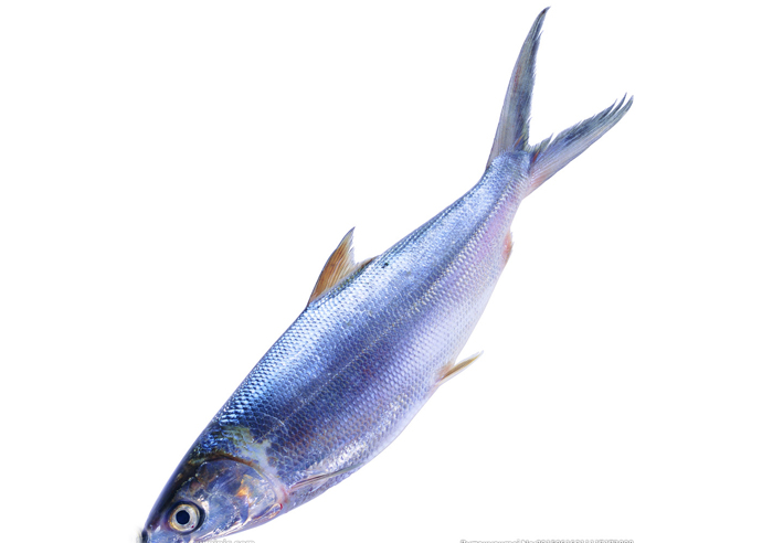 平魚