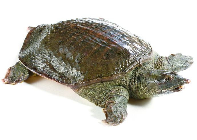 甲魚