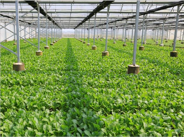 91视频污下载-91视频黄色免费種植基地