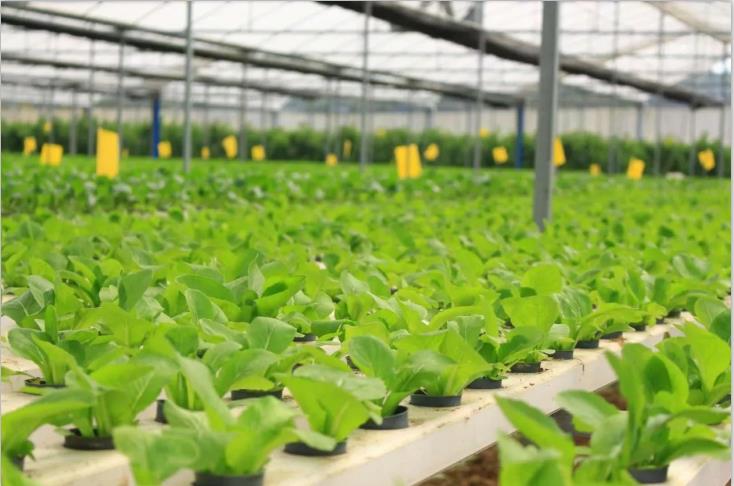 91视频污下载-91视频黄色免费種植基地