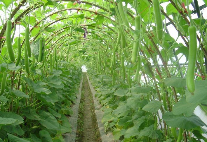 91视频污下载-91视频黄色免费種植基地
